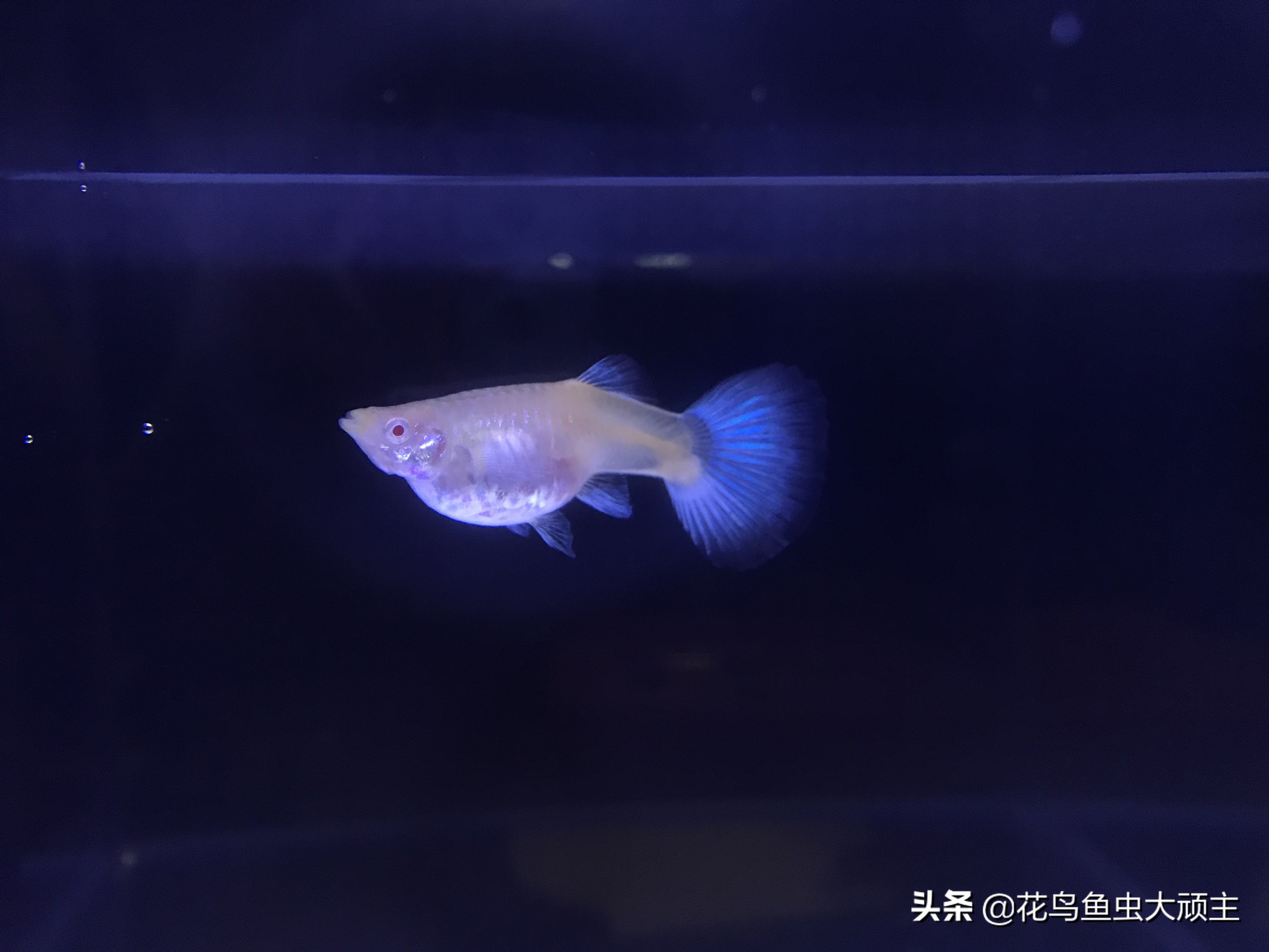 孔雀鱼生产后肚子会怎样,孔雀鱼生产后多久再受孕