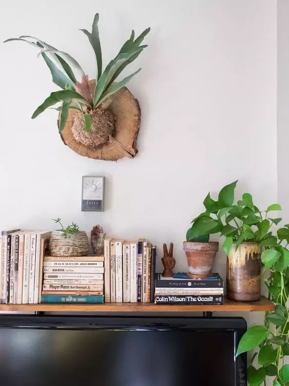 置爱｜植物1.0是种在盆儿里的，植物2.0都趴在墙上的