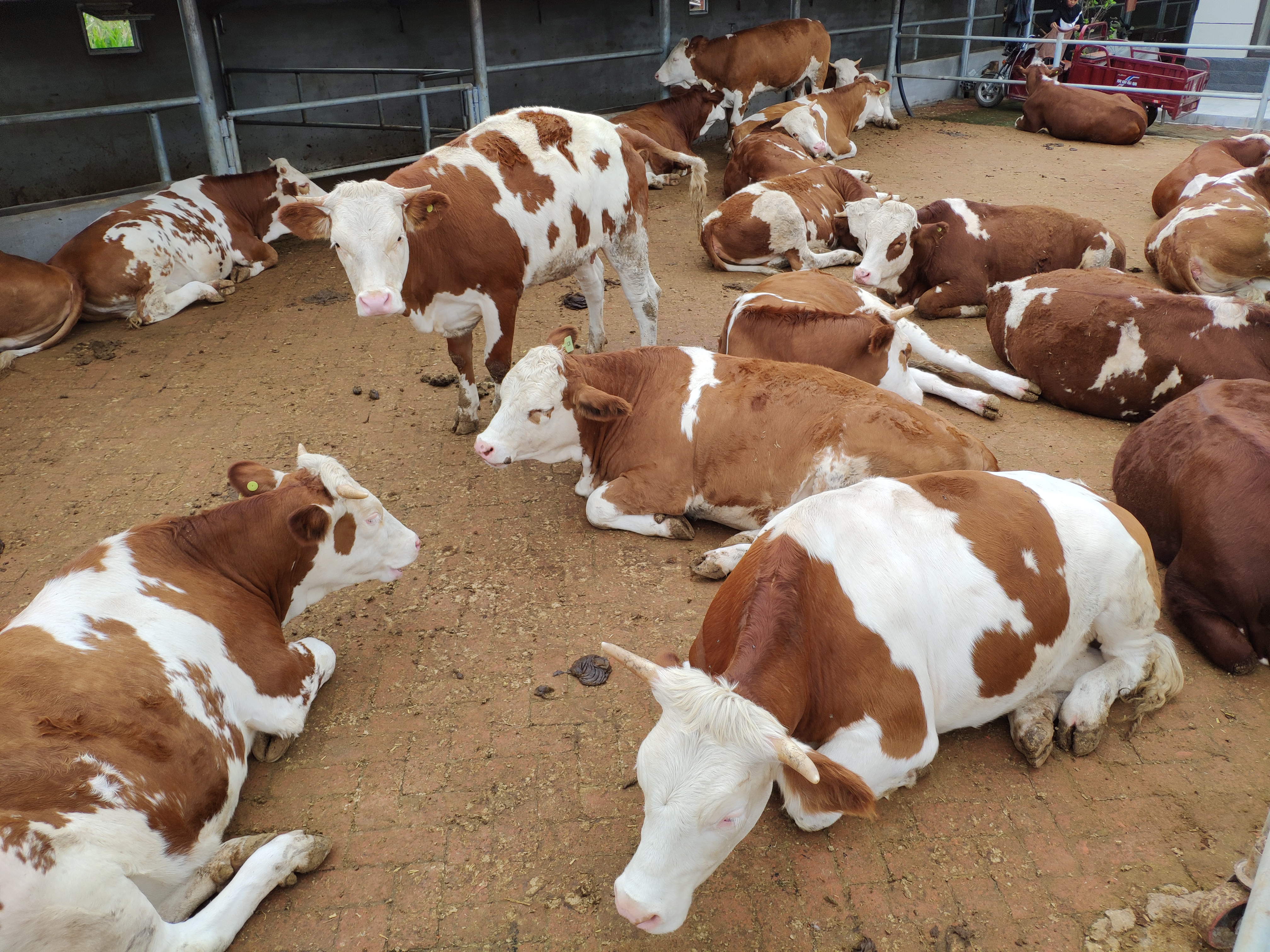 养牛合作社的运作方法,养牛合作社怎么弄