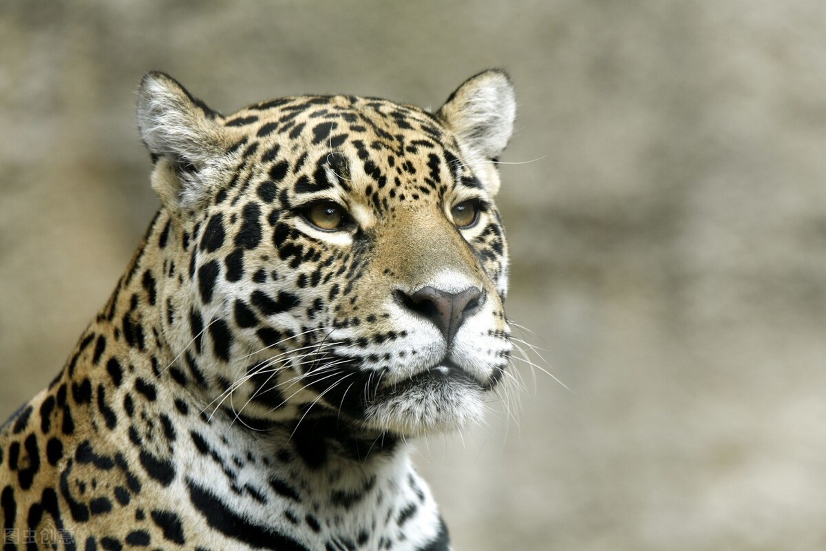 美洲豹是否是最厉害的猫科动物,猫科动物美洲豹战斗力排行