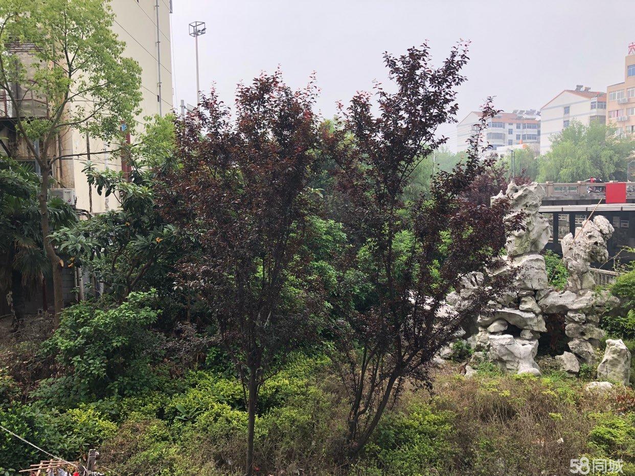 向南房子风水如何布置,东北房子怎么布置风水最好