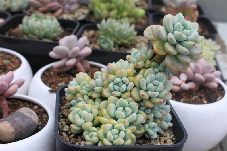 多肉用黑方盆还是白方盆,种多肉用黑方好还是白方好