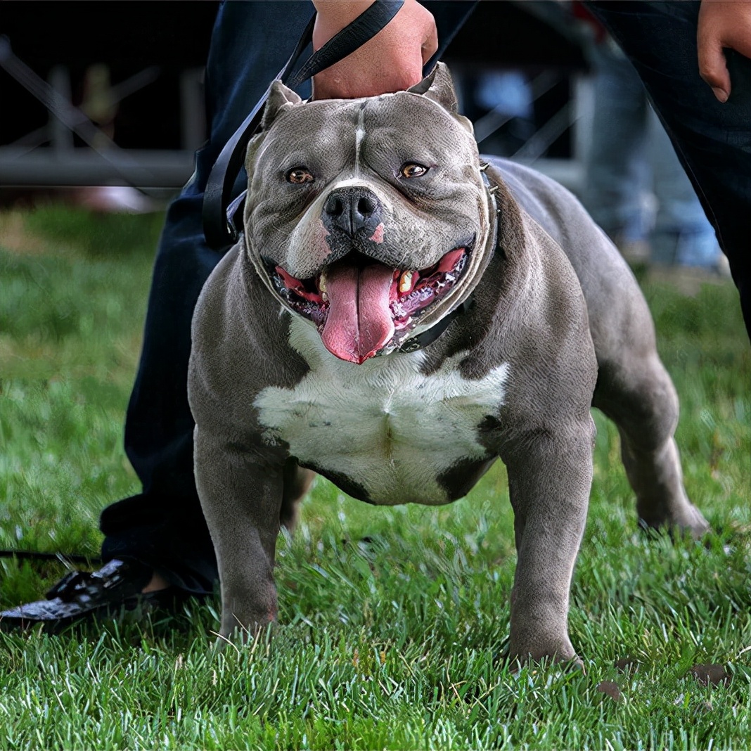 盘点10种脾气最好的狗,性格温和的狗有哪些