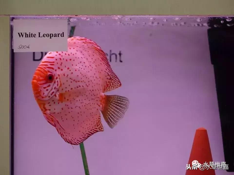 七彩神仙鱼水族箱布景,七彩神仙鱼苗繁殖技术