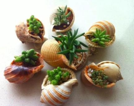 夏季带盆土的多肉买回家怎么养,夏天耐热露天最好养的多肉