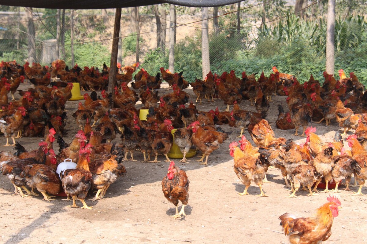 维生素c喂鸡早上还是晚上好,小鸡维生素c