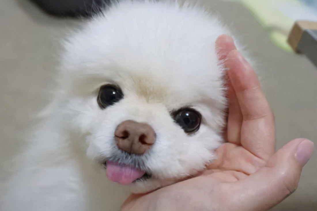 博美软便怎么办,博美拉稀臭味怎么回事