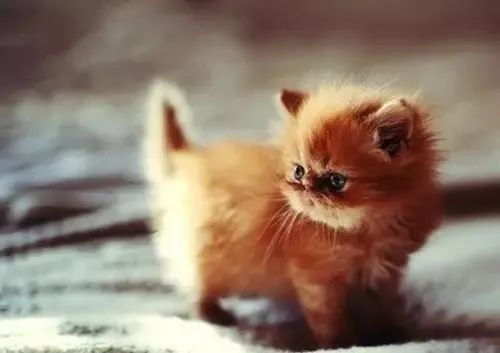 哺乳期小猫拉什么样的便便,哺乳期小猫拉稀怎么办