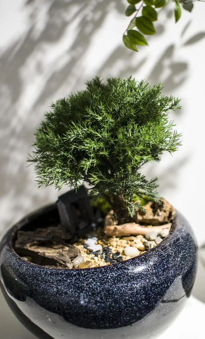 松柏树枝怎么修剪,松柏树修剪造型视频