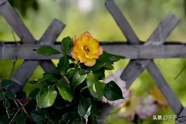 远赴人间盛宴谈笑风生不动情,远赴人间惊鸿宴谈笑风生不动情