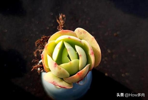 碧桃多肉老桩怎么养,碧桃多肉老桩怎么养护