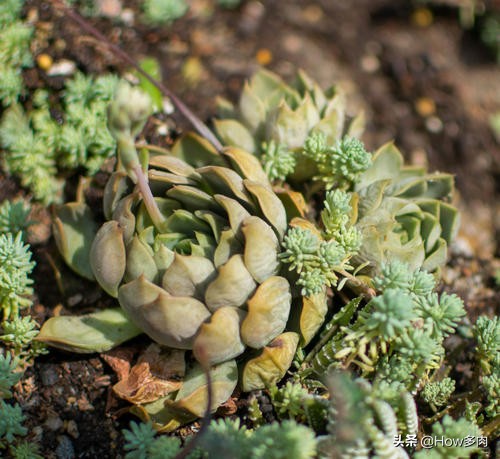 多肉植物底部叶子枯萎怎么回事,多肉叶子发软变黄脱落怎么办