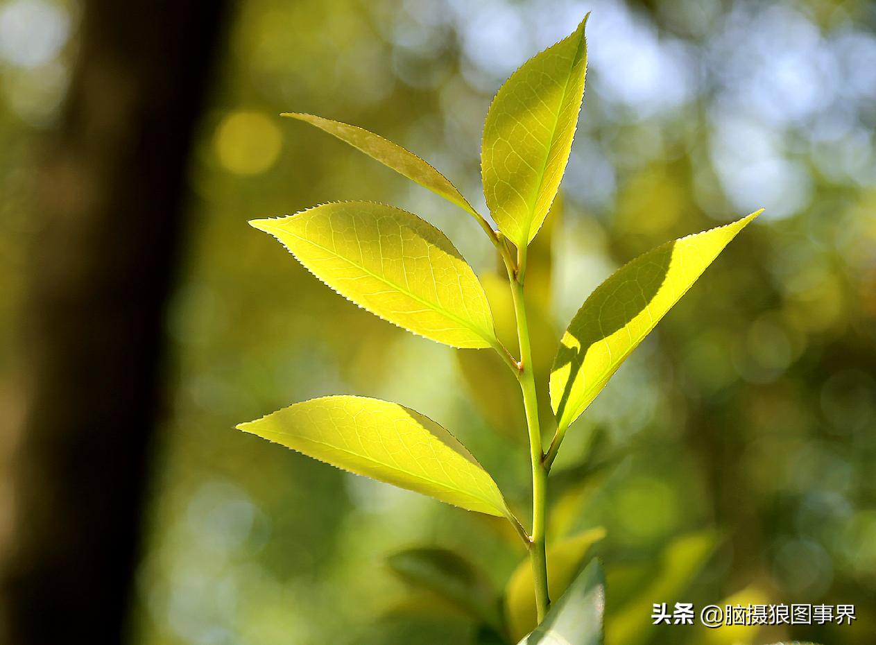 春天拍摄的绿叶怎么拍,春天的花朵怎么拍摄照片