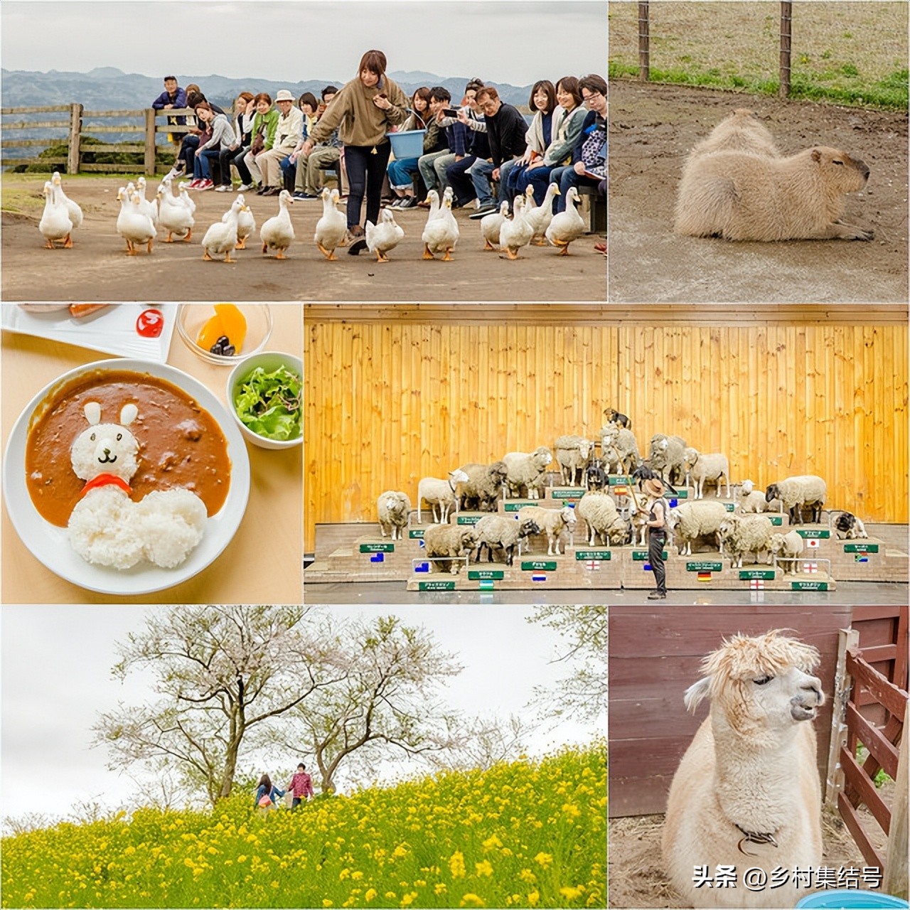 日本亲子农场主题乐园,日本妈妈牧场成功的原因