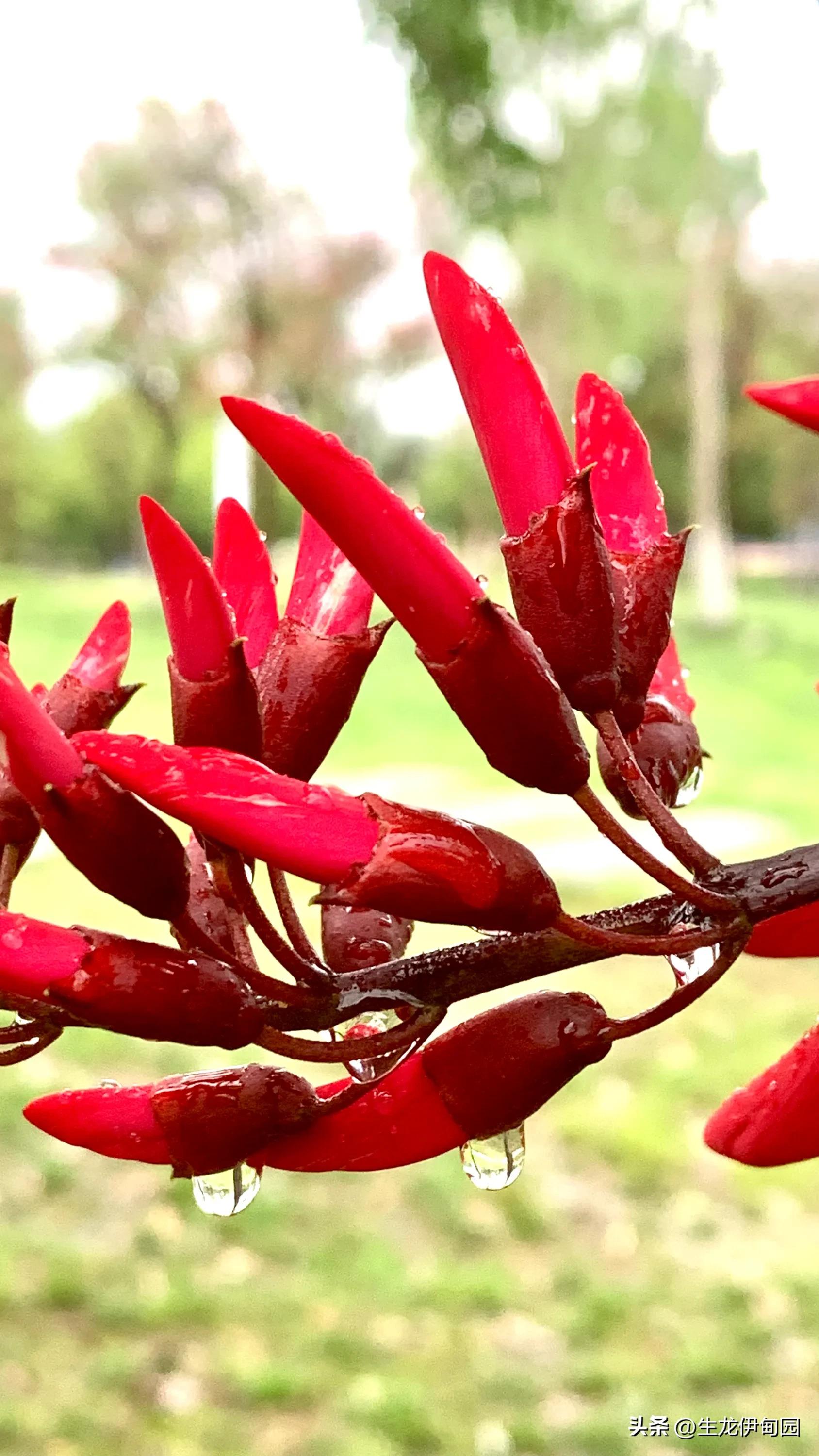 龙牙花作品,龙牙花