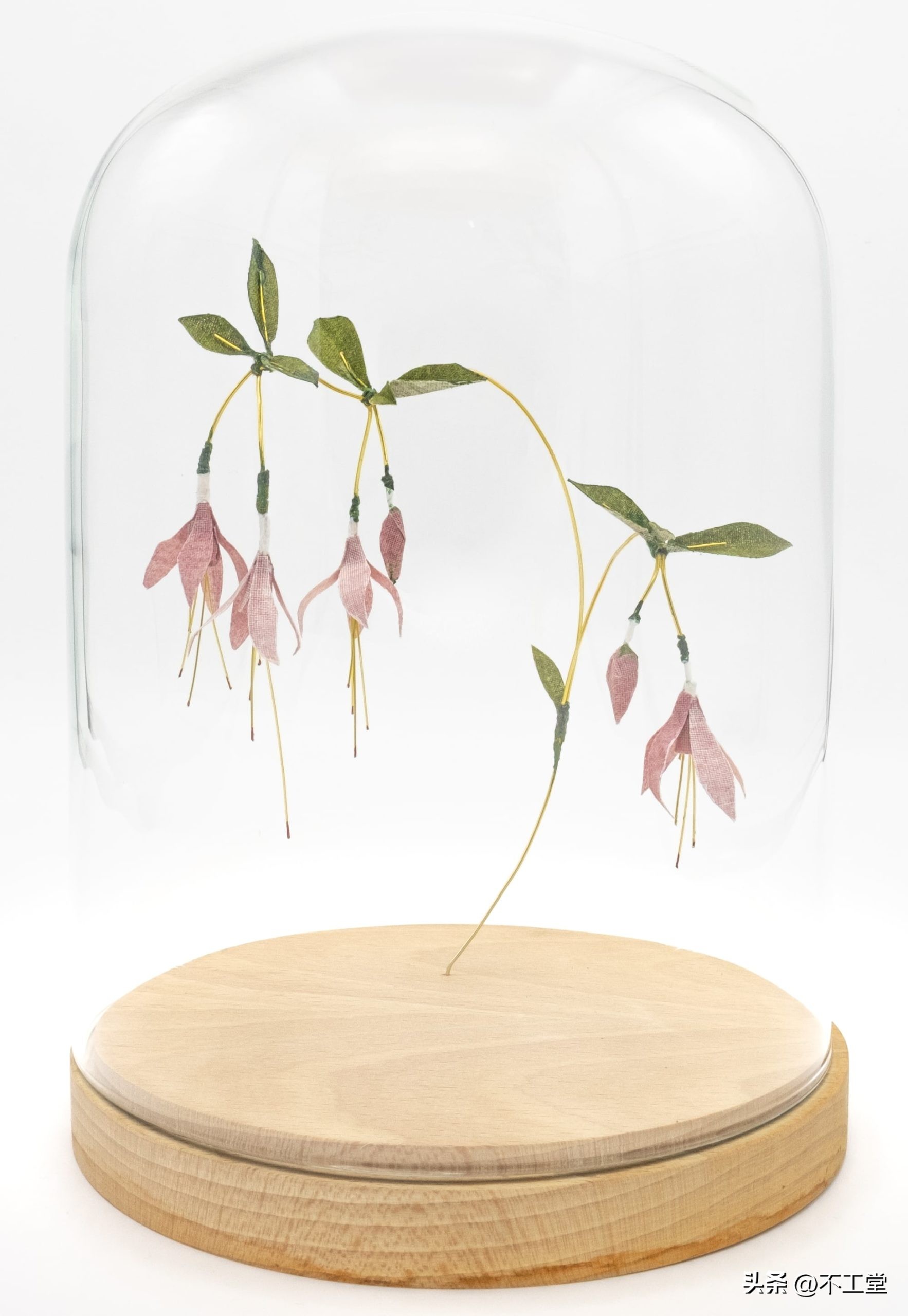 用植物标本做手工,手工压花康乃馨植物标本