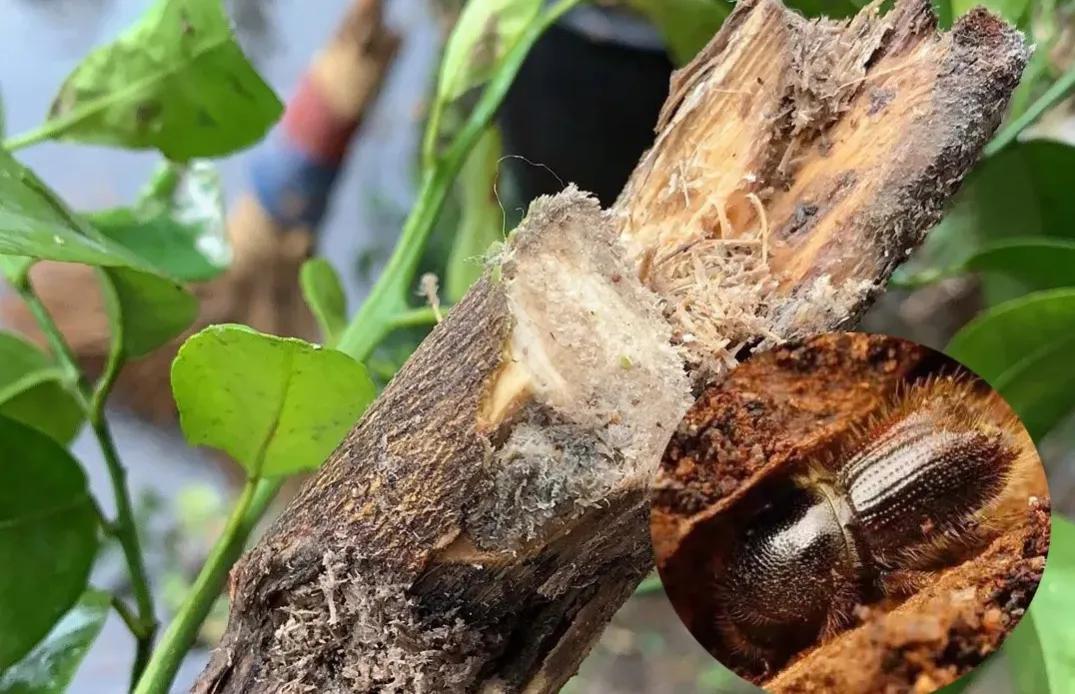 蛀虫多了,蛀虫处理