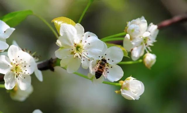 踏青看梨花的诗句,春游赏桃花七律诗
