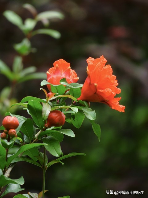石榴花壁纸生如夏花,石榴花盛开的夏天
