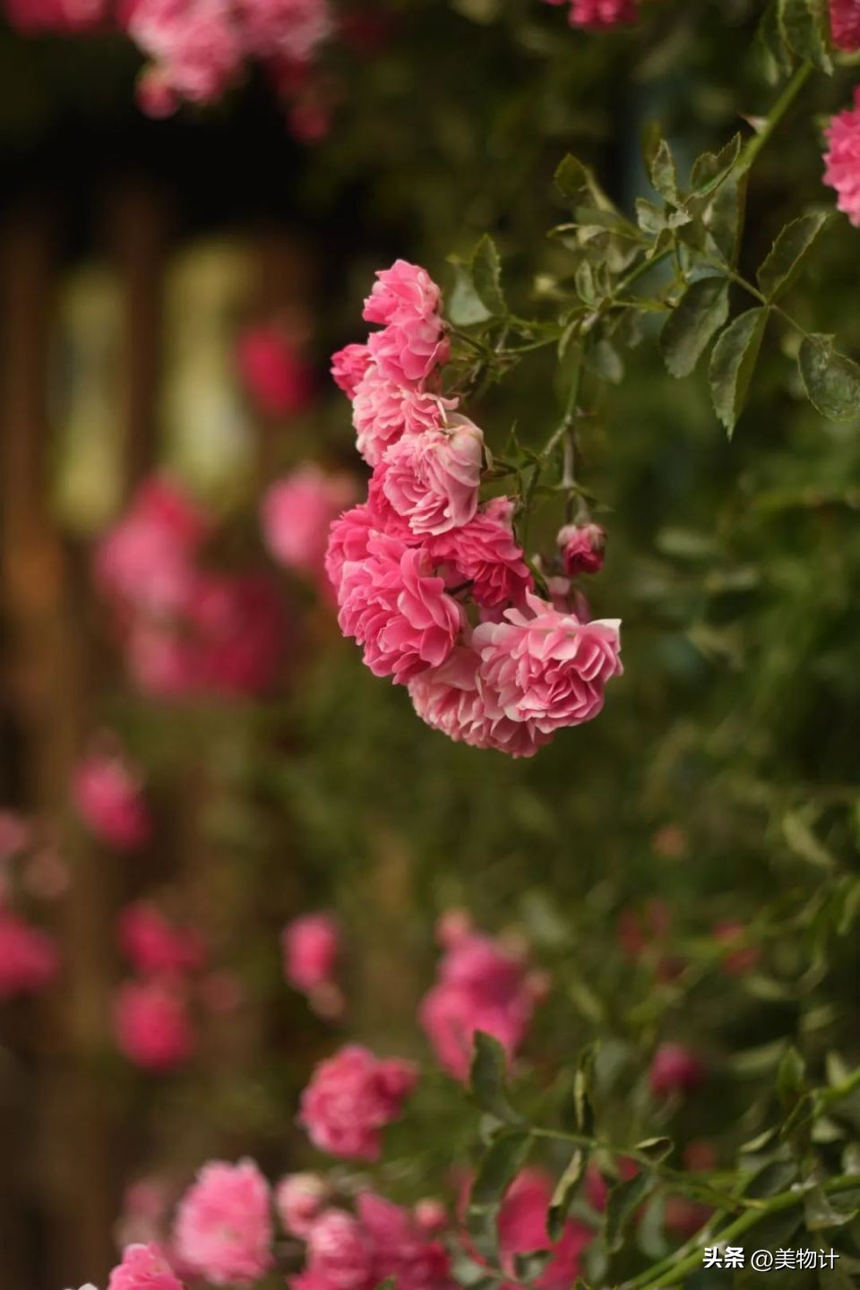 五月暮春的诗句,五月暮春四月仲春