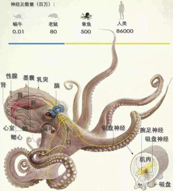 高智商章鱼：幸亏产卵后“自杀”，不然大概率会成为“海洋霸主”