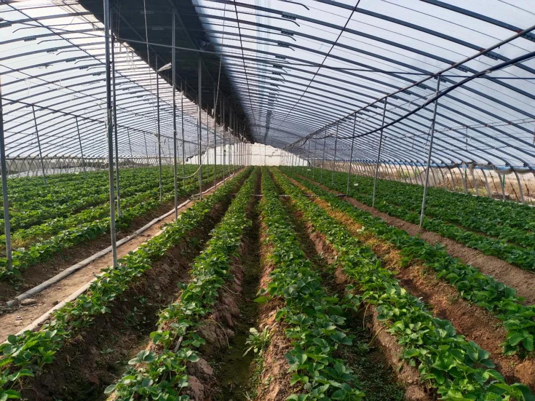 百社争流千帆竞乡土大地绘蓝图——莒南县*党**支部创办合作社专题展播（五）