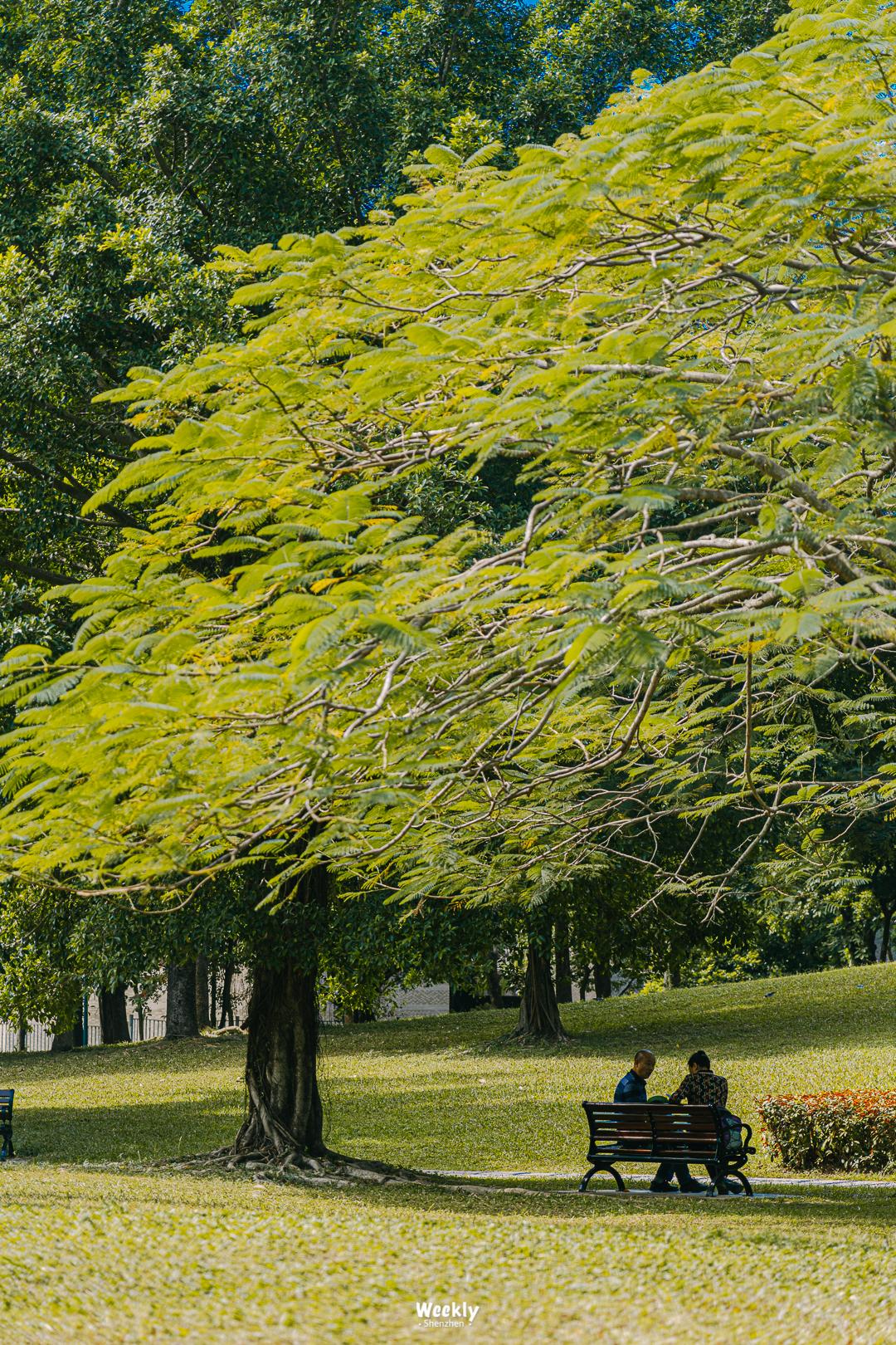 好好走过红荔路，才知道住福田有多让人羡慕