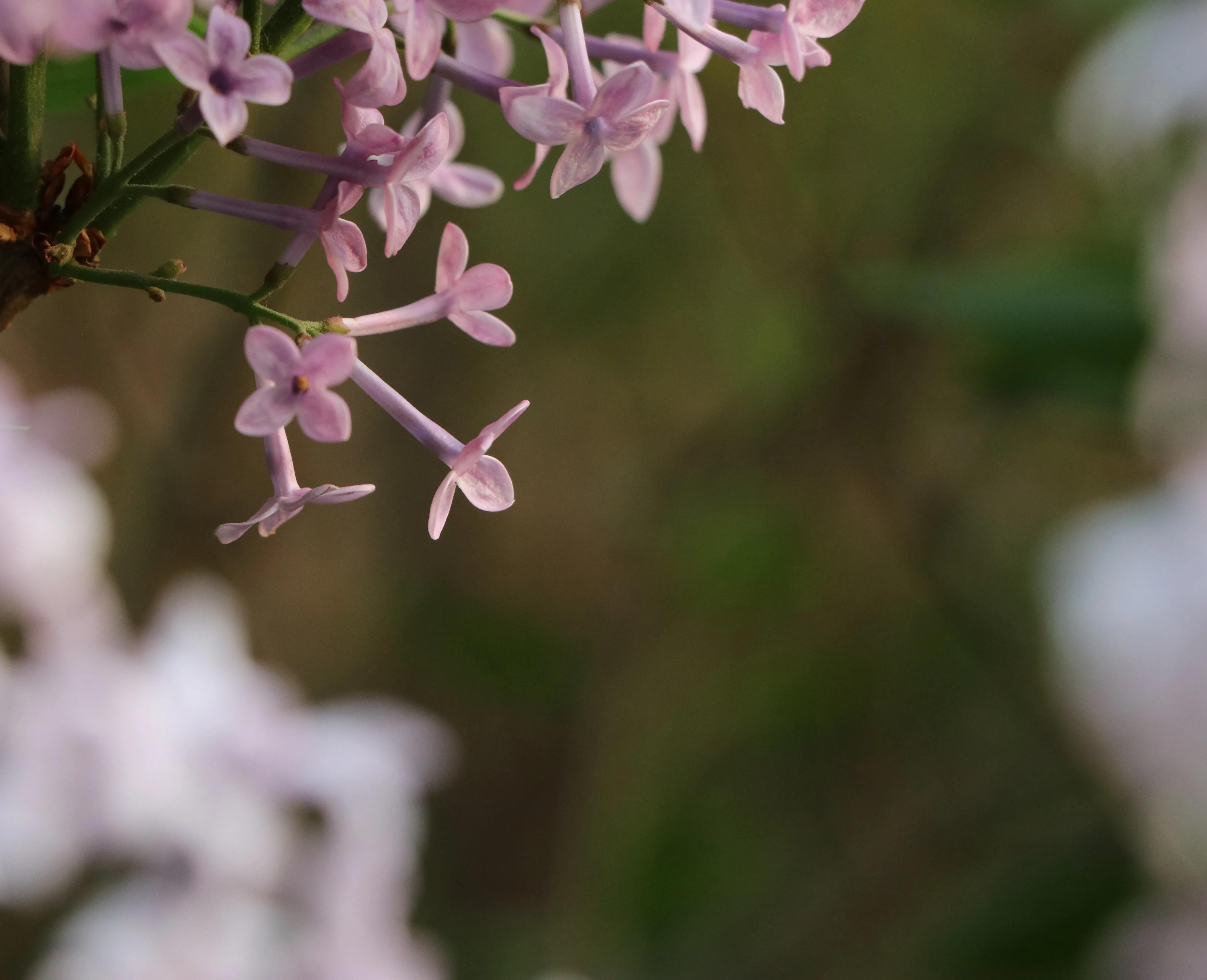 丁香花唯美诗句,丁香花唯美句子