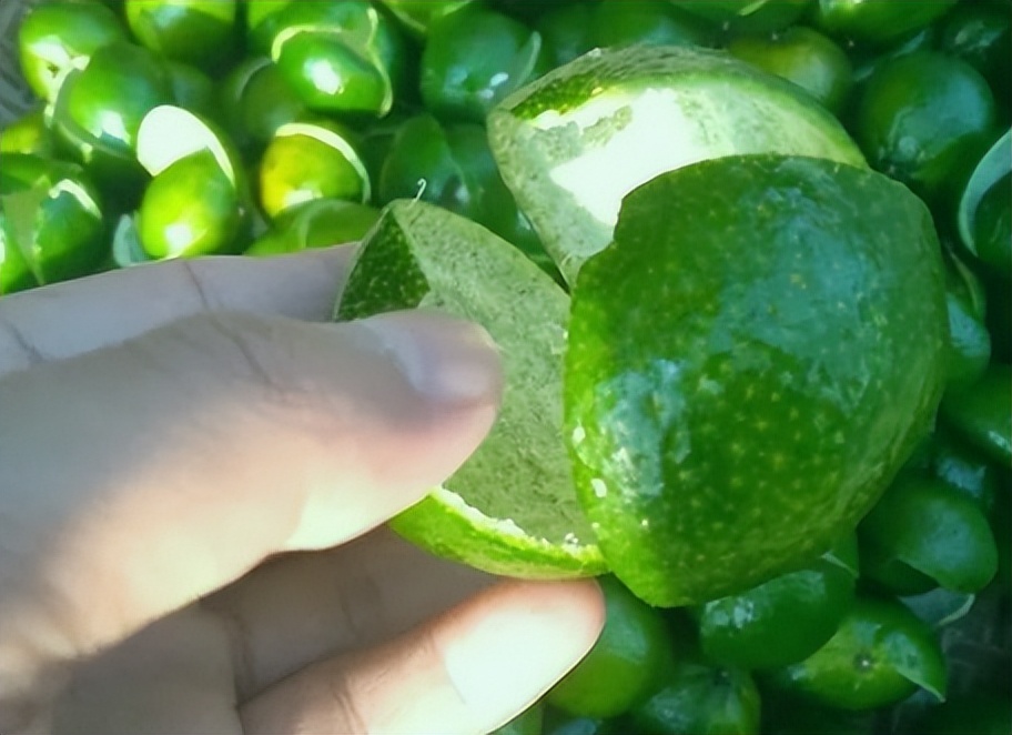 中药青皮,每日一味中药陈皮