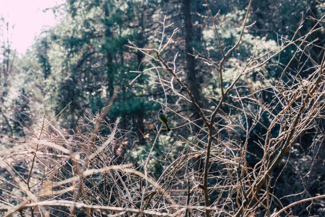 鍏泜绉樺,浠欏眳鍏泜绉樺