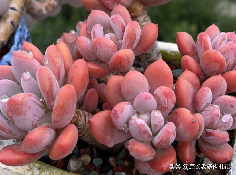 多肉耐涝,多肉耐冻什么程度