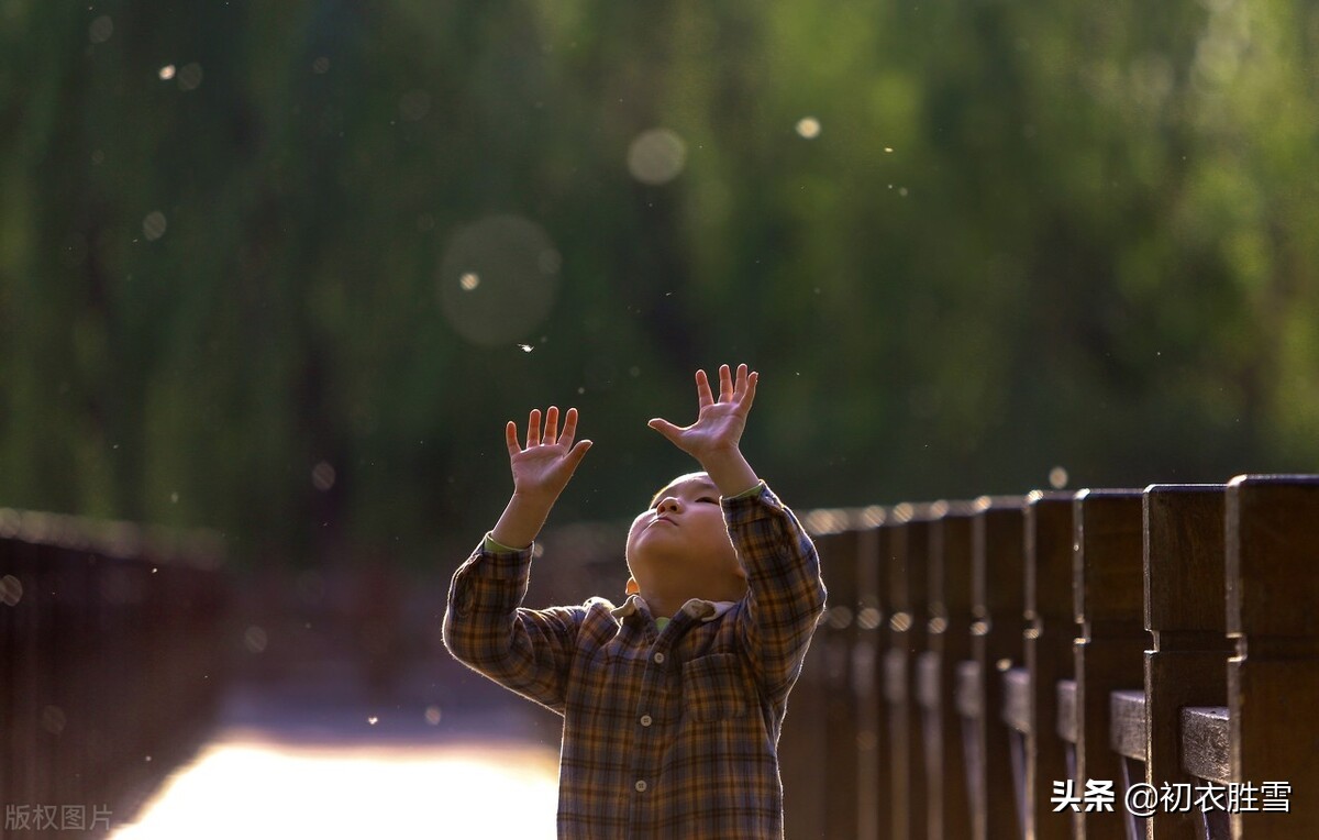 杨花美全部视频,最美的杨花诗