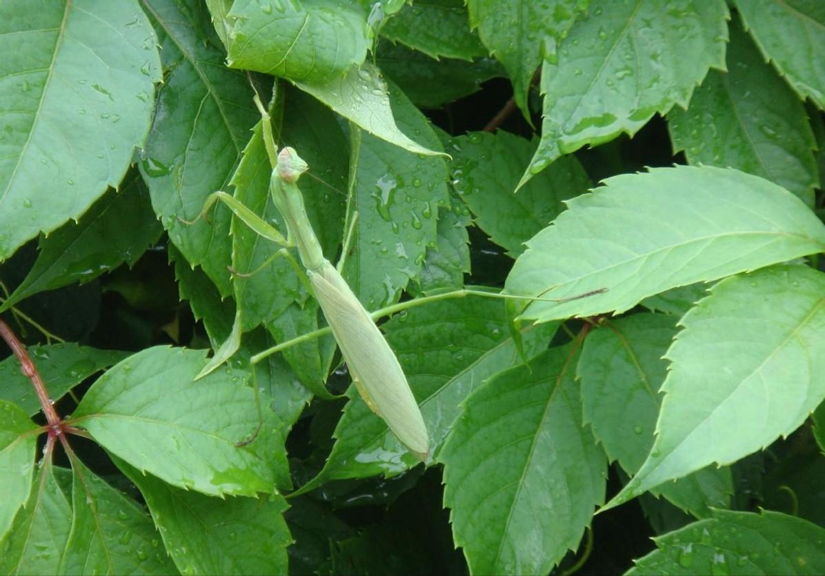 世界上最残酷的动物捕食,世界上最凶残的昆虫有哪些