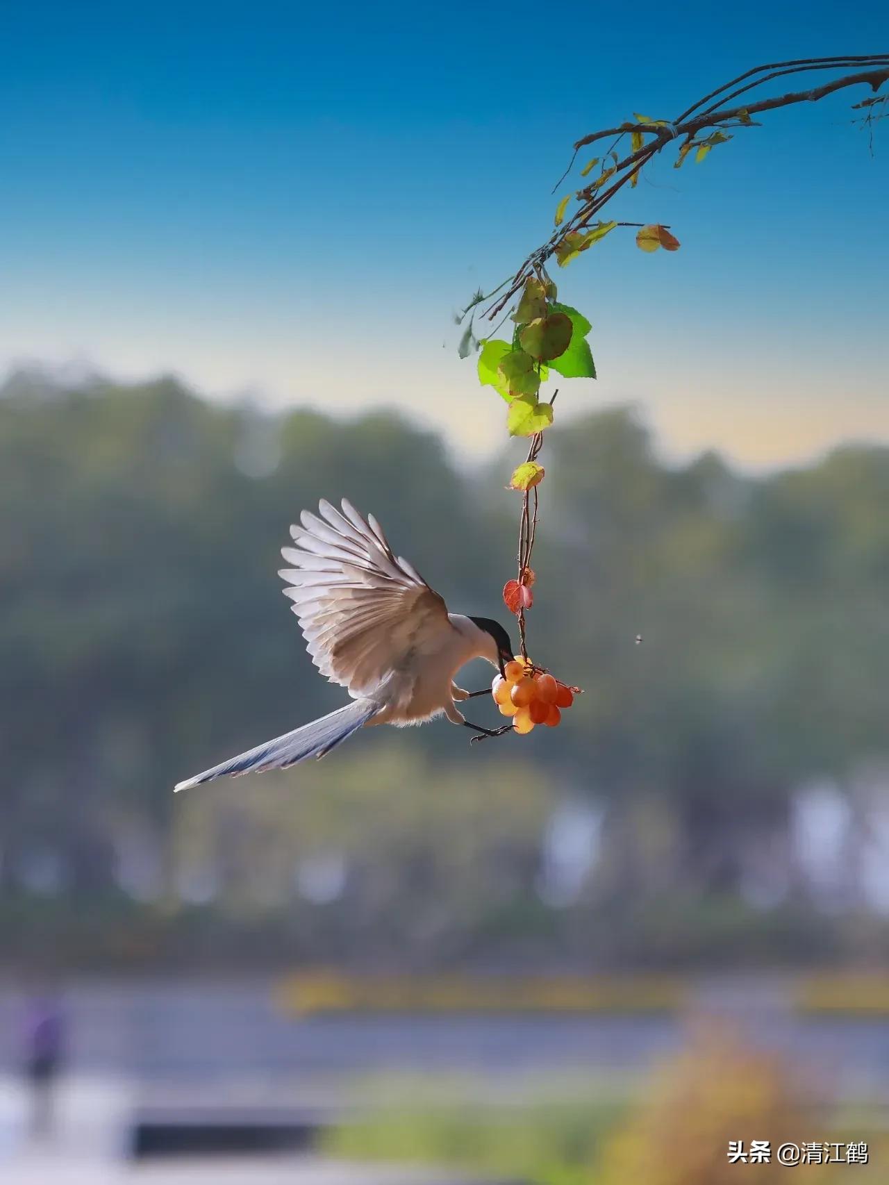 十种种子传播的方法,种子的传播方法有几种类型