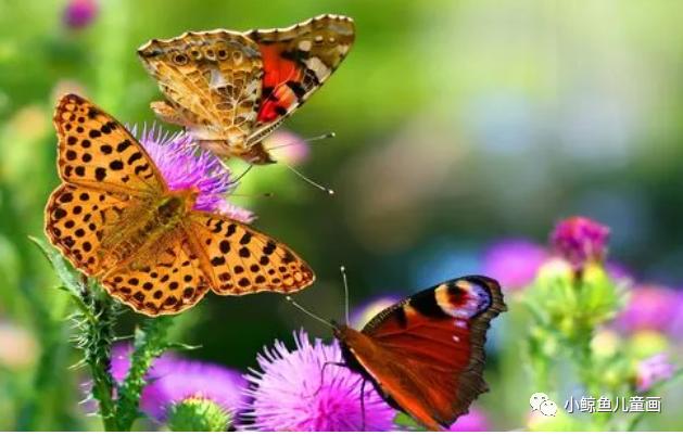 翩翩起舞的蝴蝶,翩翩起舞的蝴蝶造句