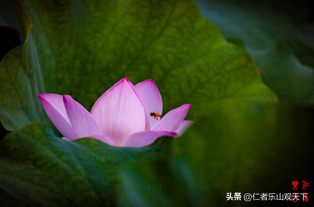 最后的摇曳——只为那绳命的回晃