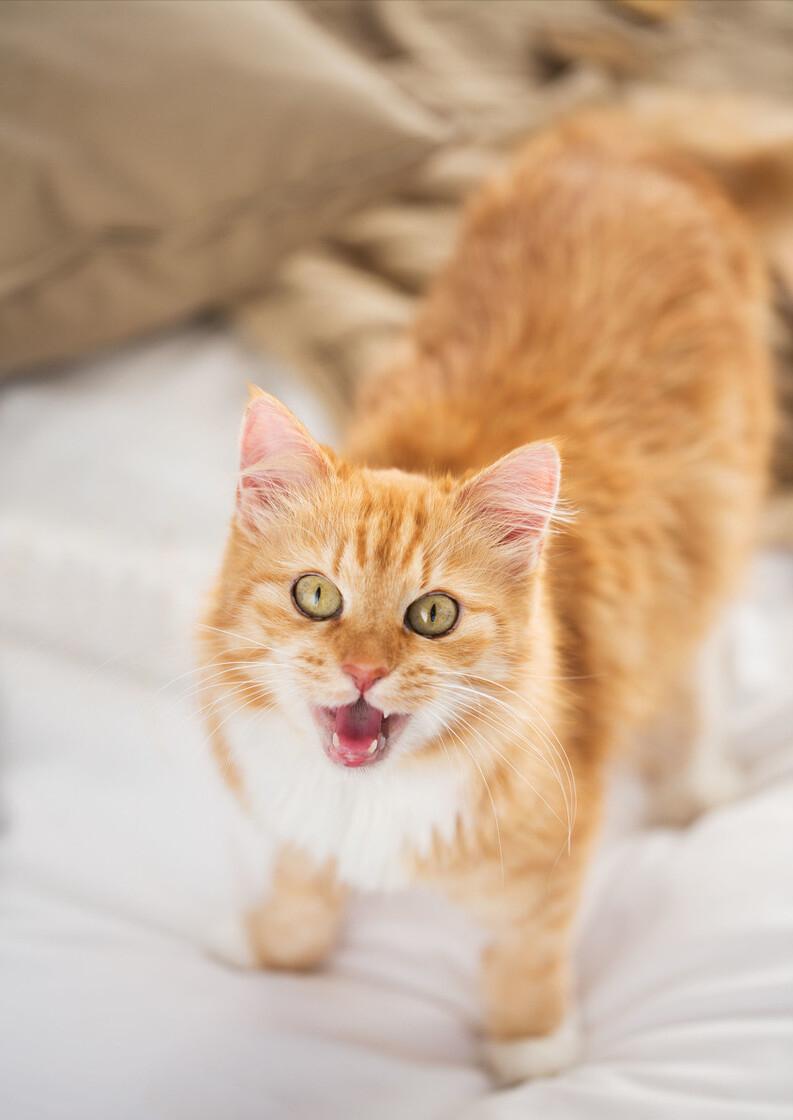 猫咪半夜老是叫还咬人,猫咪半夜爱拉屎吗