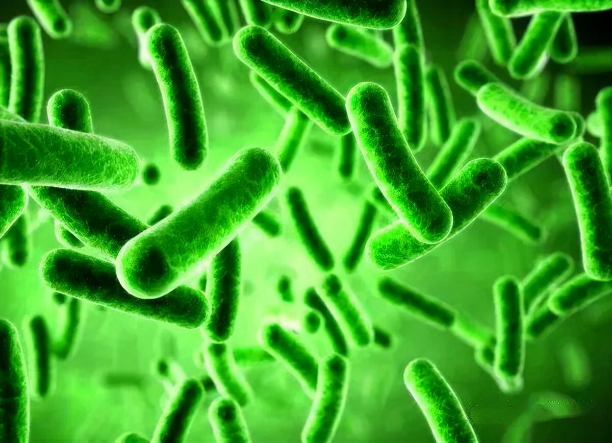 液态硝化细菌和粉状硝化细菌区别,对虾养殖粉状硝化细菌多久激活