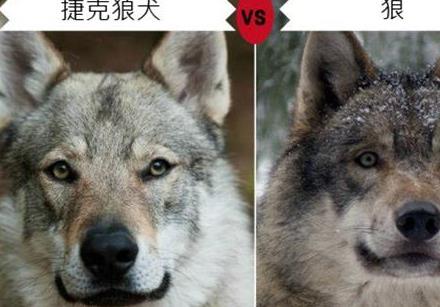 跟捷克狼犬一样霸气的狗,最像狼的国内犬