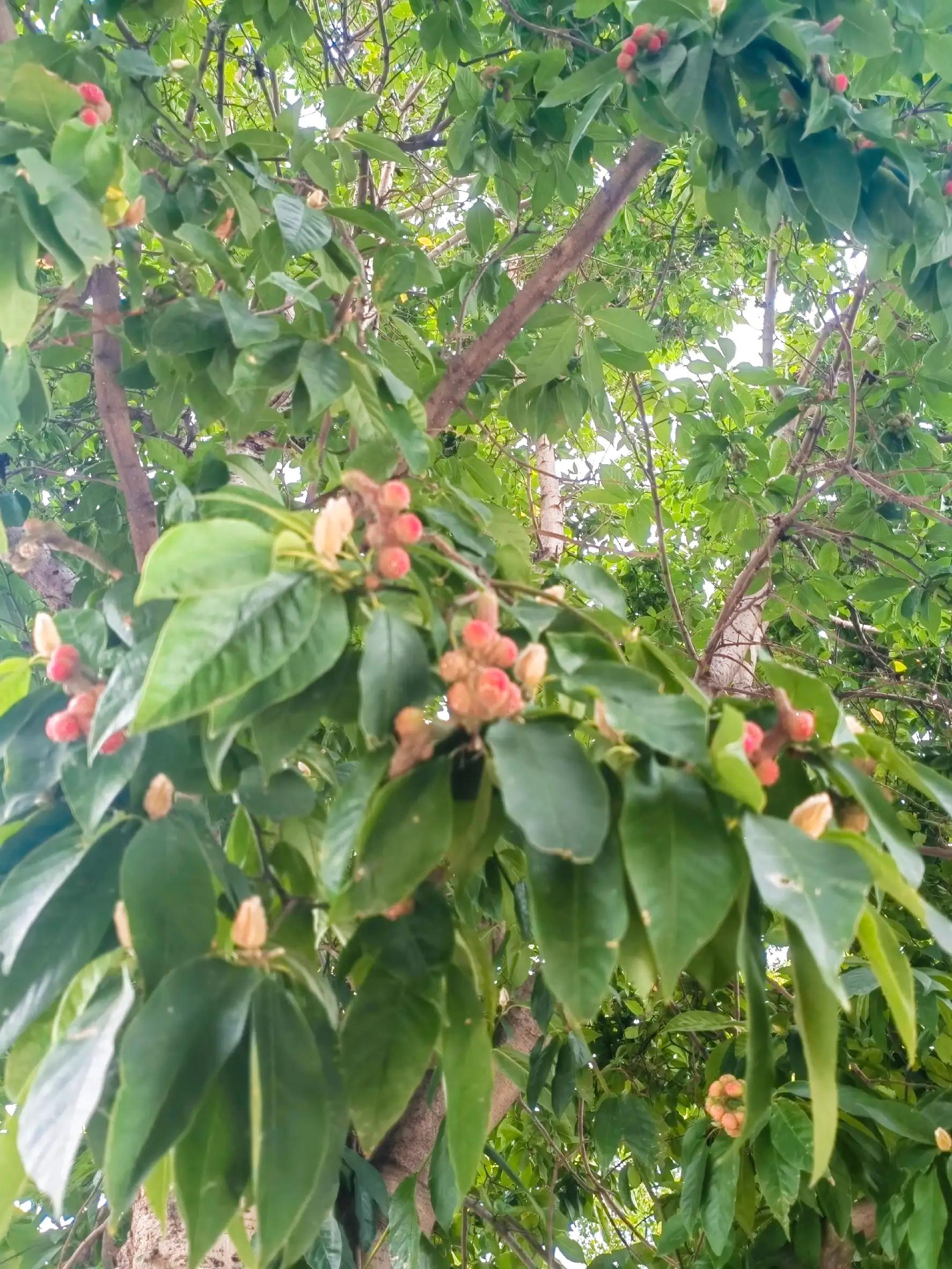 玉兰花奇特的外形,奇特的玉兰树果实