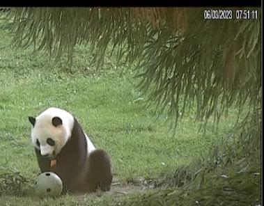 6.3日小奇迹崽崽:快给本崽崽多多上供能吃的竹子和竹笋