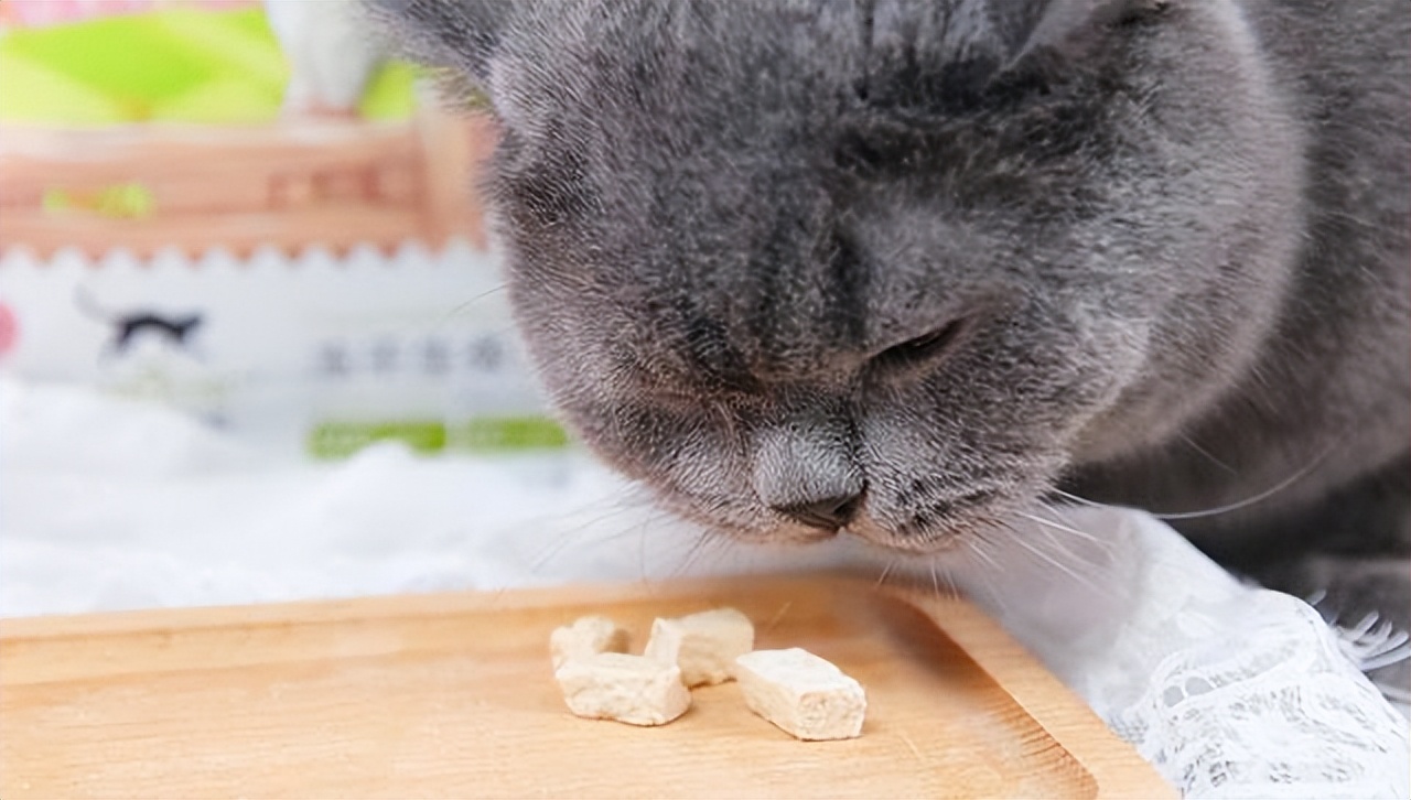 猫咪最爱的食物有哪些,猫咪最喜欢的五件事