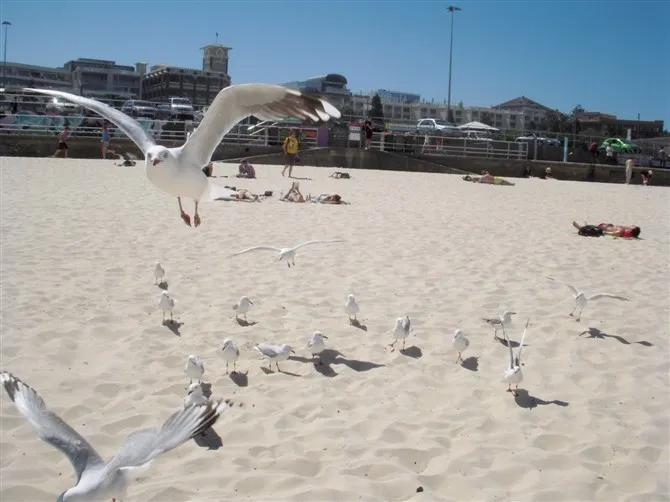 澳大利亚新南威尔士州旅行图片,澳大利亚新西兰旅游地图