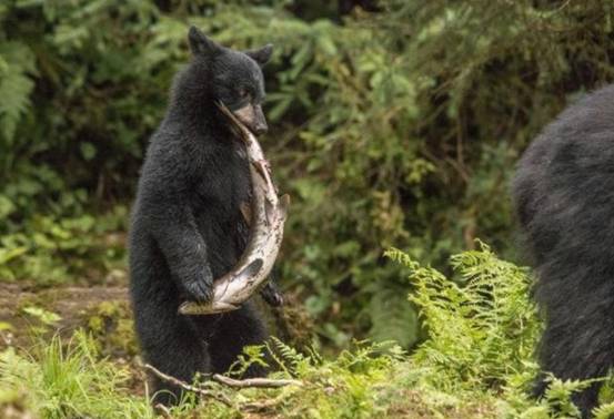 胆真大！美国男子路遇黑熊，竟主动伸手击掌，黑熊激动得跳了起来