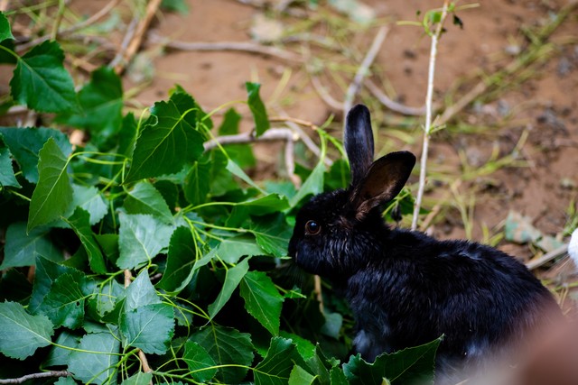 养殖200只兔子一年盈利多少钱,养殖100兔子一年能赚多少钱