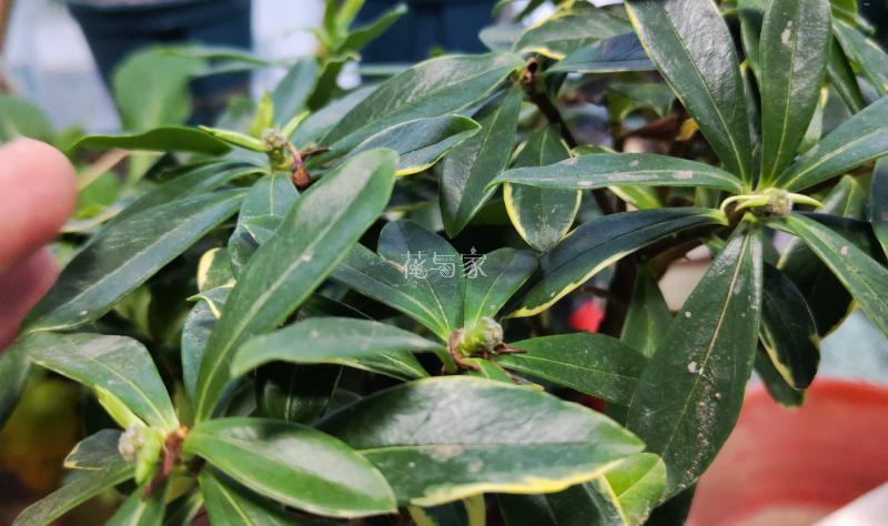 高温天气种植物会死吗,为什么天气热种花不能活