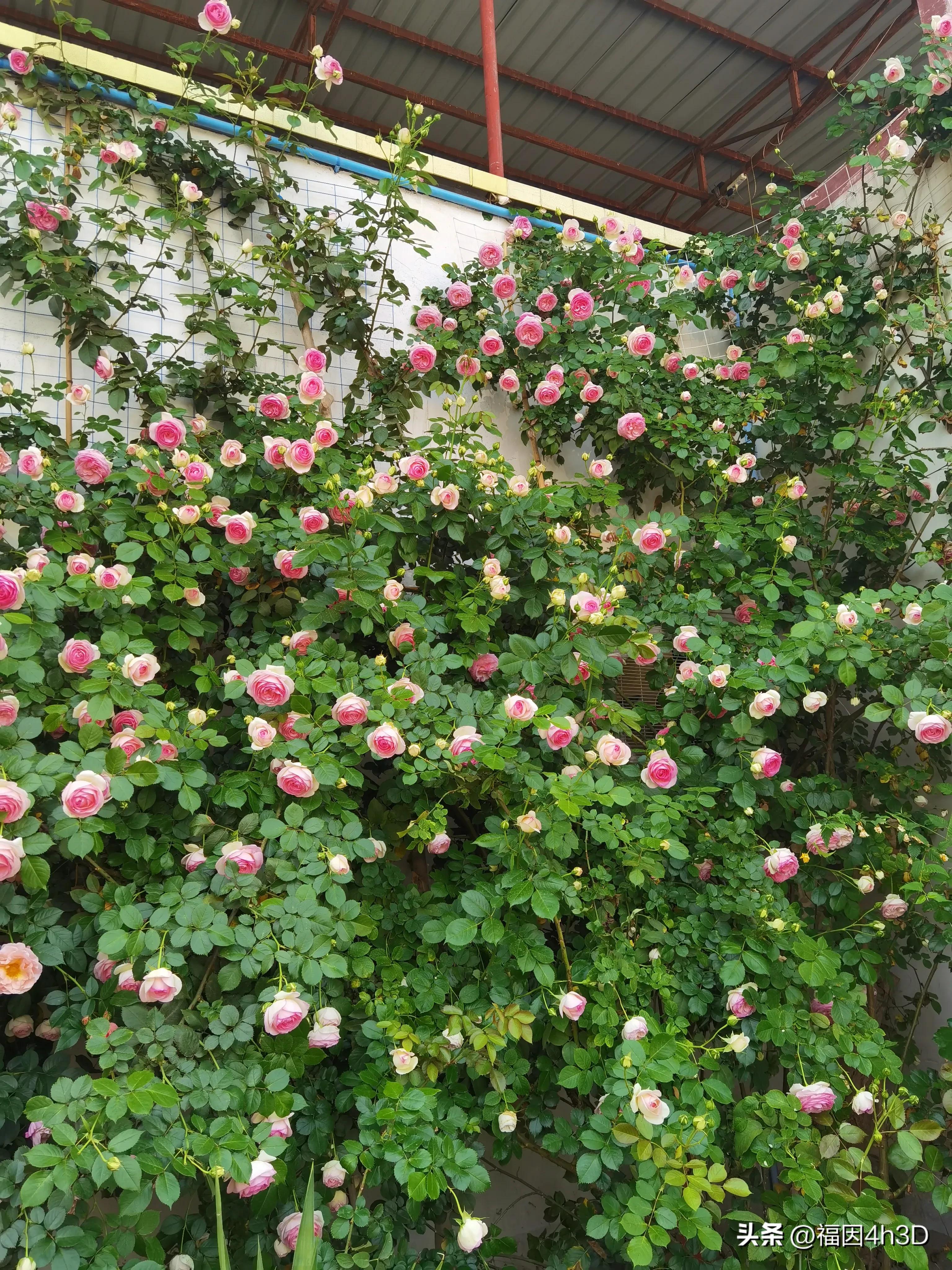 缁挎潵鏄綘灏忚鍏ㄦ枃闃呰绛旀,缂樻潵鏈変綘