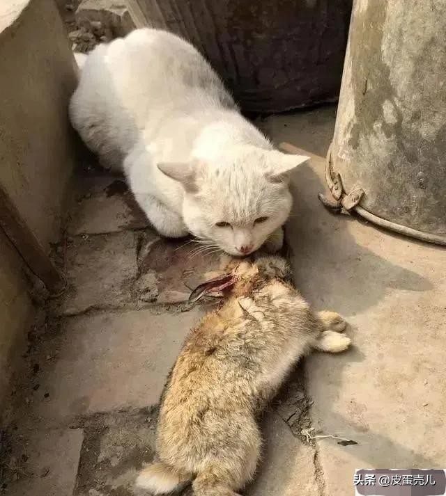 庄稼地里的野兔怎么驱除,地里野兔太多有没有驱赶的好方法