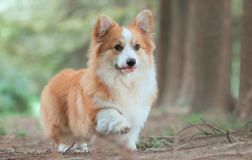 小柯基吃得少怎么办,小柯基吃土什么原因