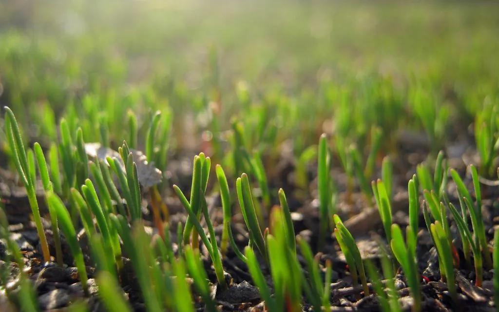 描写春天景色的简短语句或诗词,描写春天的景色的句子和诗句